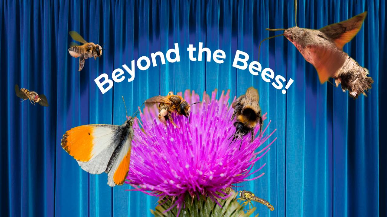 Beyond The Bees